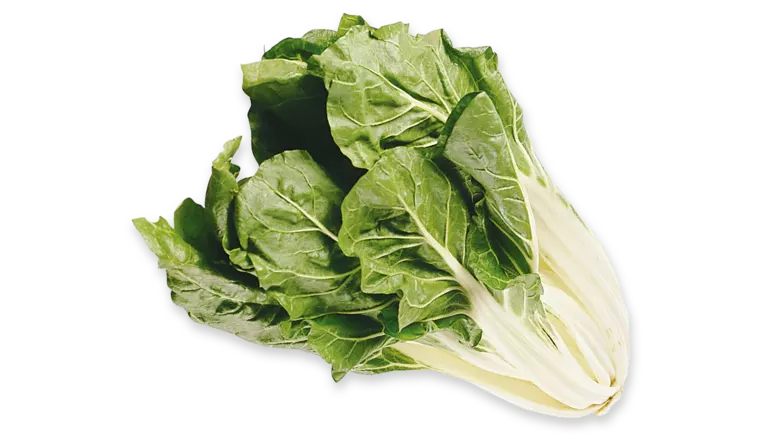 Silverbeet / Bladbete