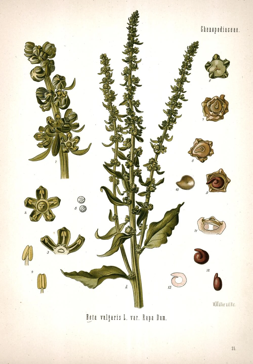 Beta vulgaris, arten bladbete, rødbete og sukkerbete hører til. Botanisk plate fra Köhlers Medizinal-Pflanzen, 1887.